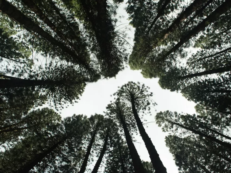 reforest