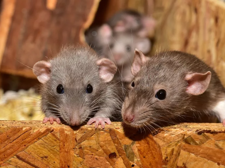rats