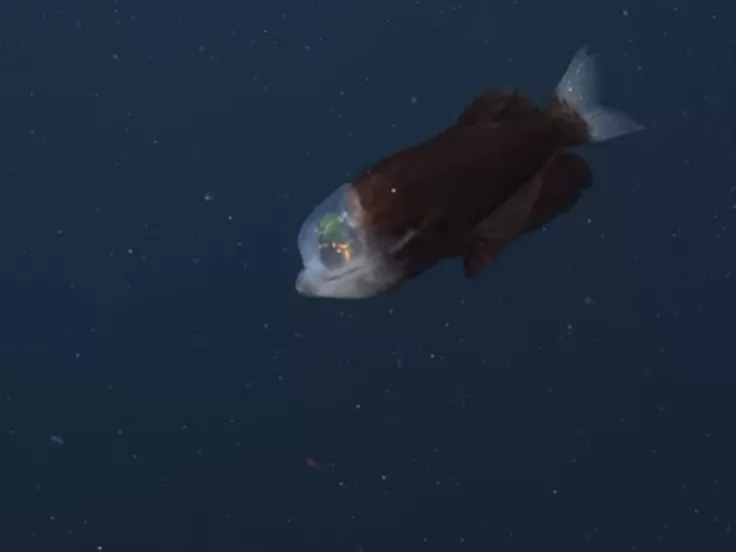 Σπάνιο ψάρι