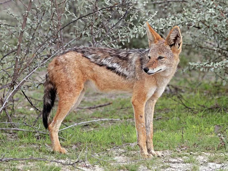 tsakalia