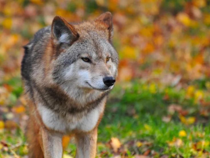 lykos