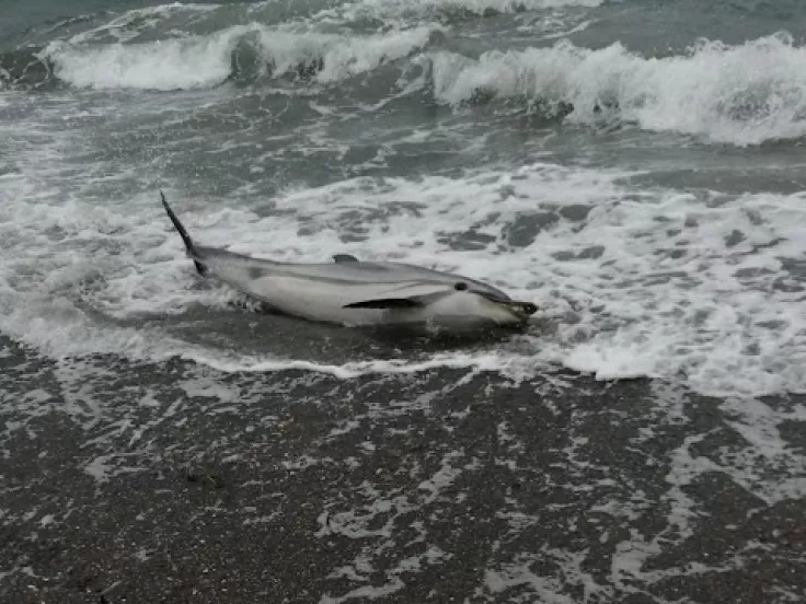 delfini