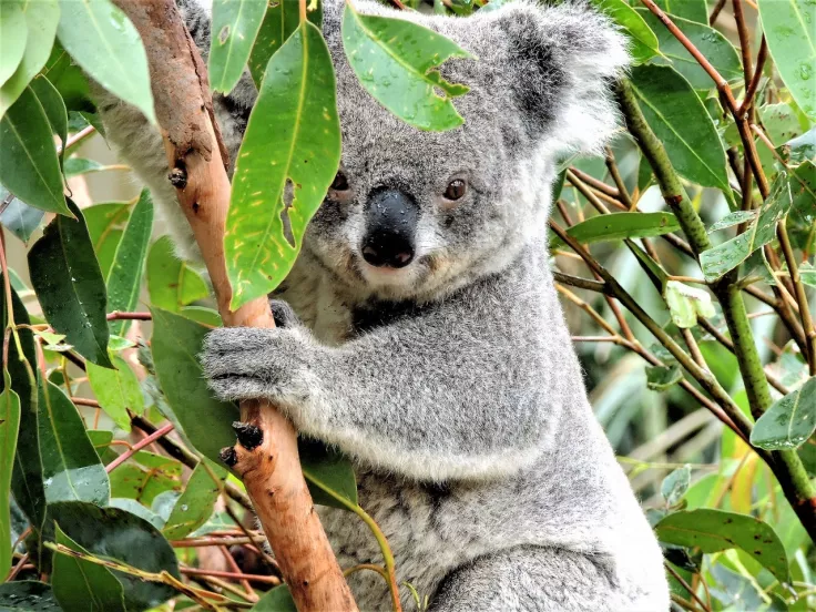 koala