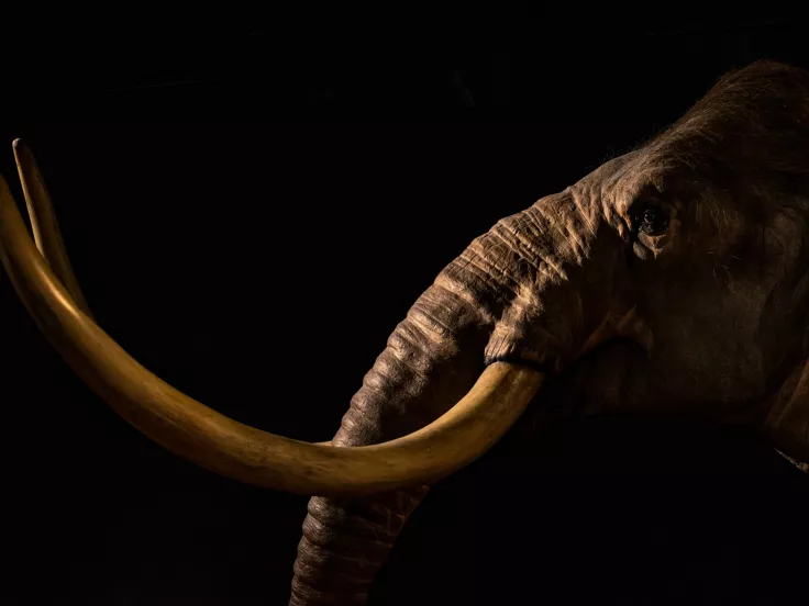 mammoth