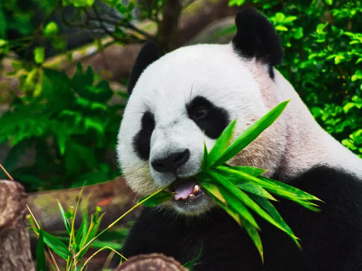 panda