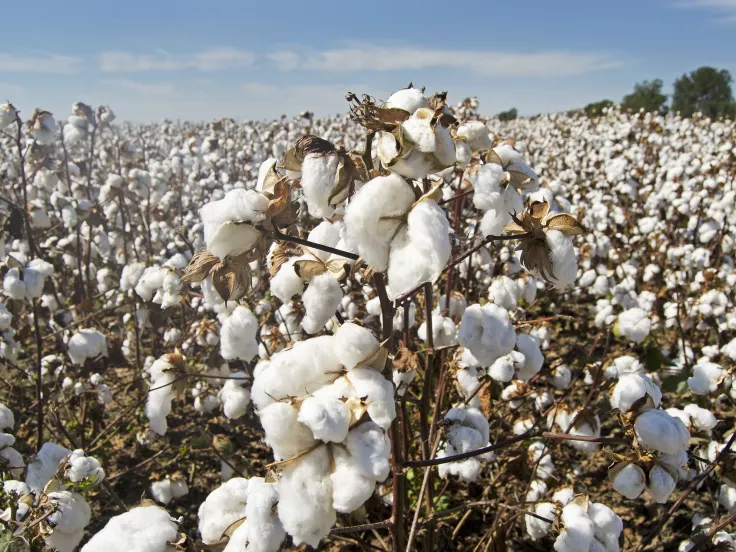 cotton