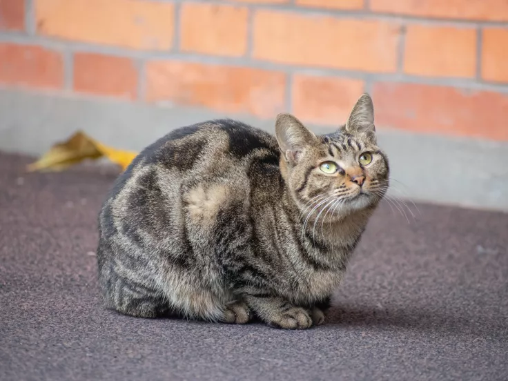 cat