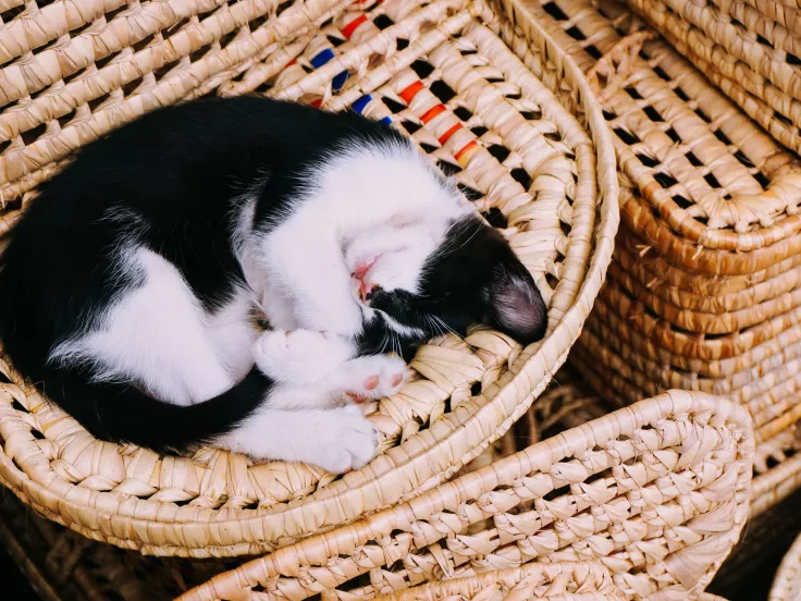 cat