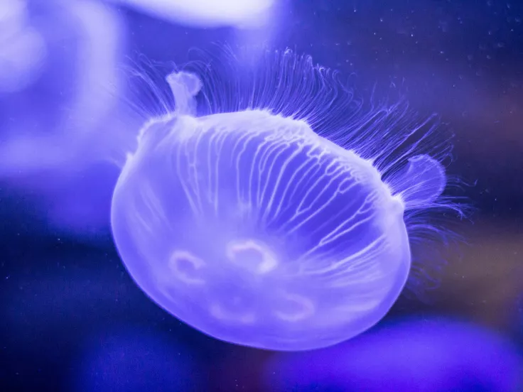 jellyfish