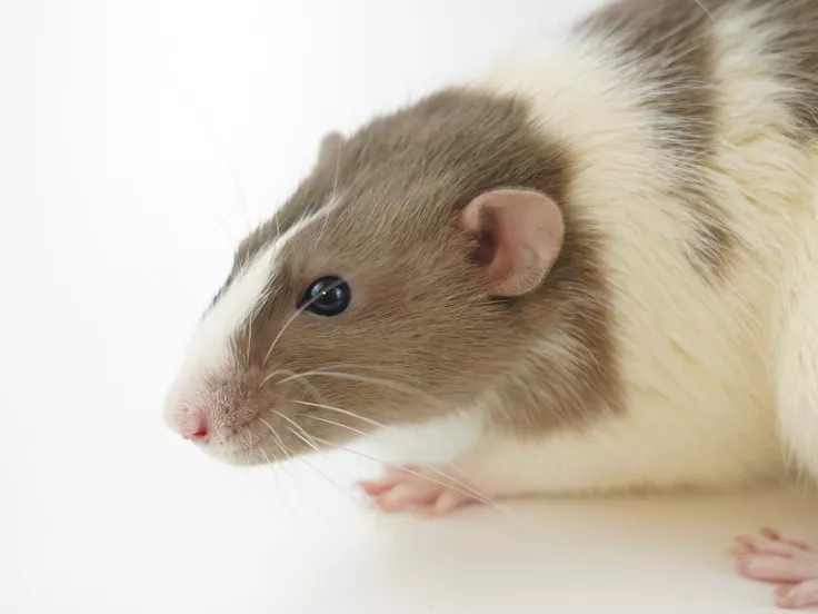mouse