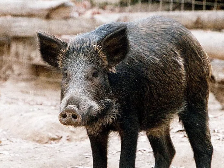agriogourouno
