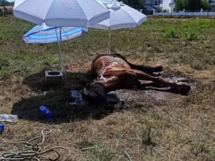 άλογο_κέρκυρα