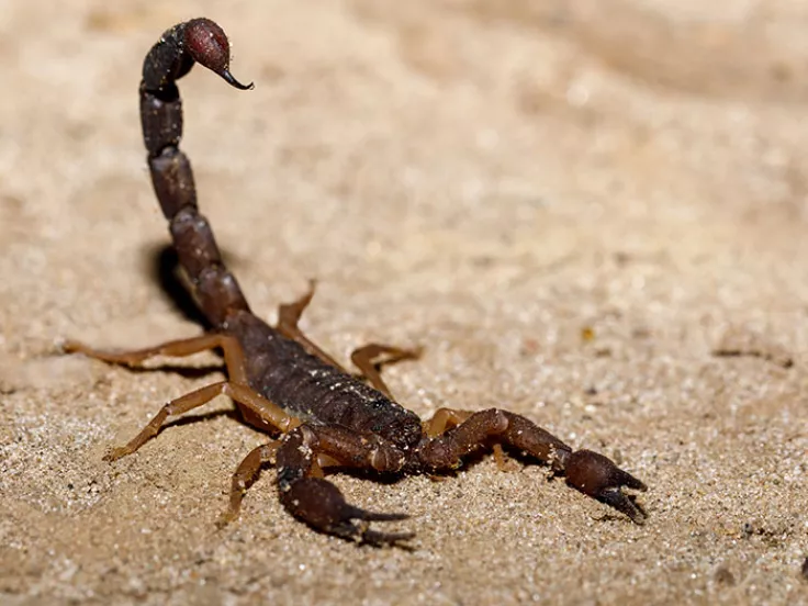 scorpios