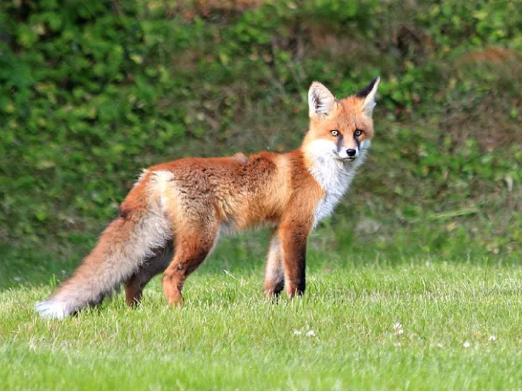 alepou fox