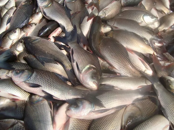 psaria-fish-ψαρια