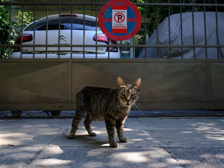 Γατάκι στο πεζοδρόμιο