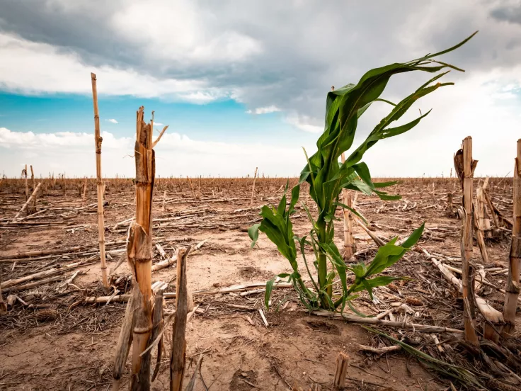 Κλιματική αλλαγή: Δυσοίωνες προβλέψεις για τη θερμοκρασία το 2050 - Οι επιπτώσεις στις καλλιέργειες 