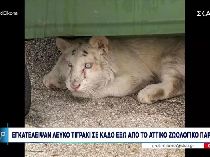 Λευκή Τίγρης