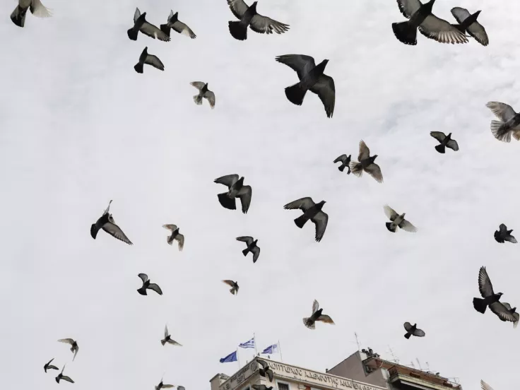 Περιστέρια