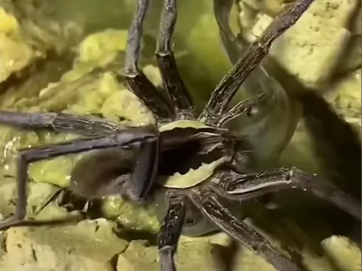 araxni-spider-pari-fish-.jpg
