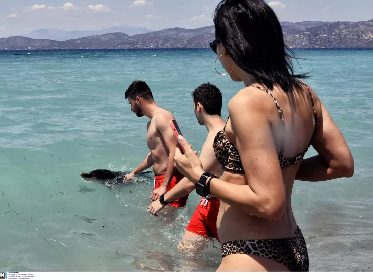 Νεαρό δελφίνι σε παραλία της Κορίνθου