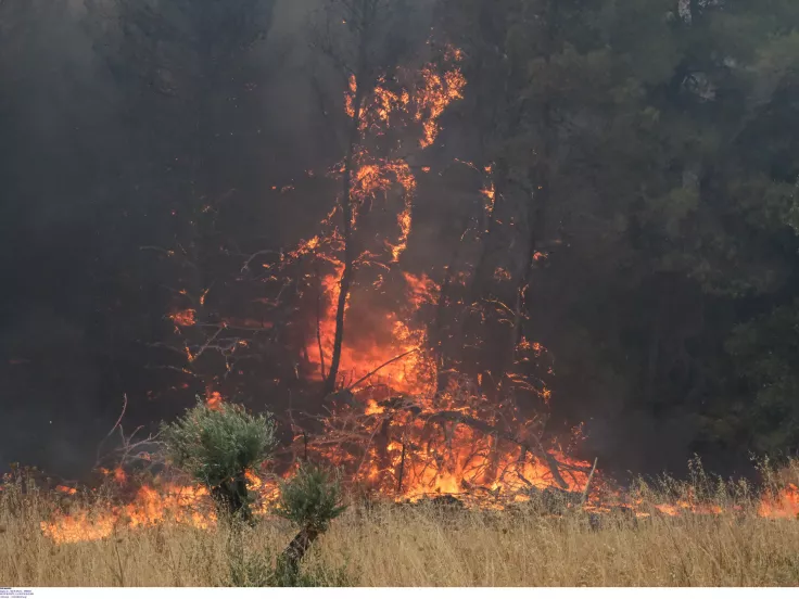 Πυρκαγιά σε δάσος