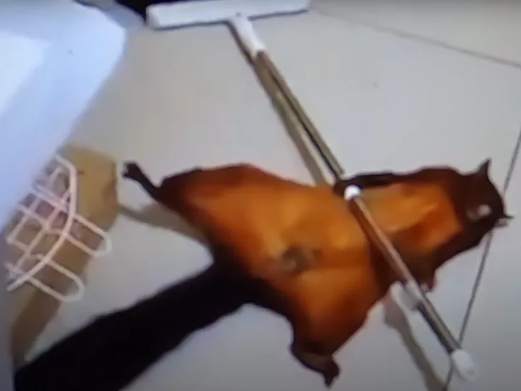Viral σκίουρος σκηνοθετεί το θάνατο του