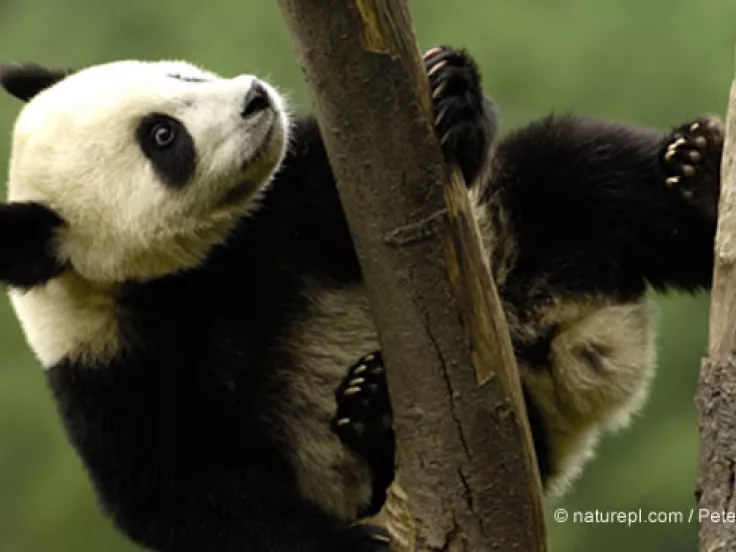 wwf_social_2.jpg