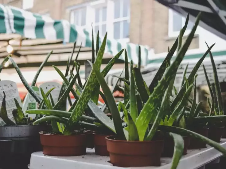 aloe vera