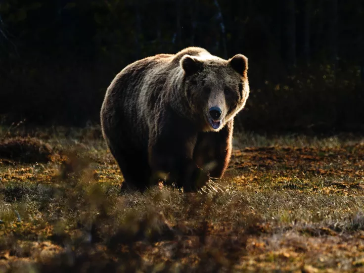 arkouda-bear.jpg