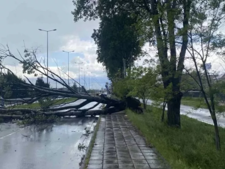 Έπεσε δέντρο στην Κηφισίας, στο ύψος του ΚΑΤ