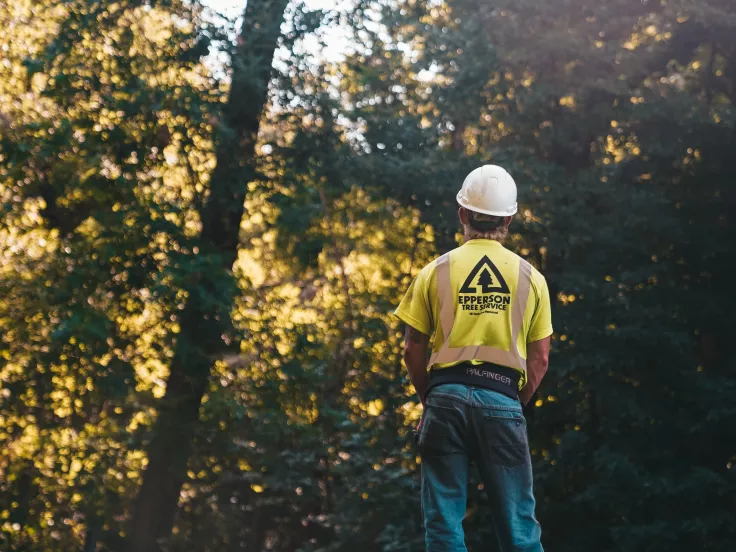 προσλήψεις δασοπόνων 