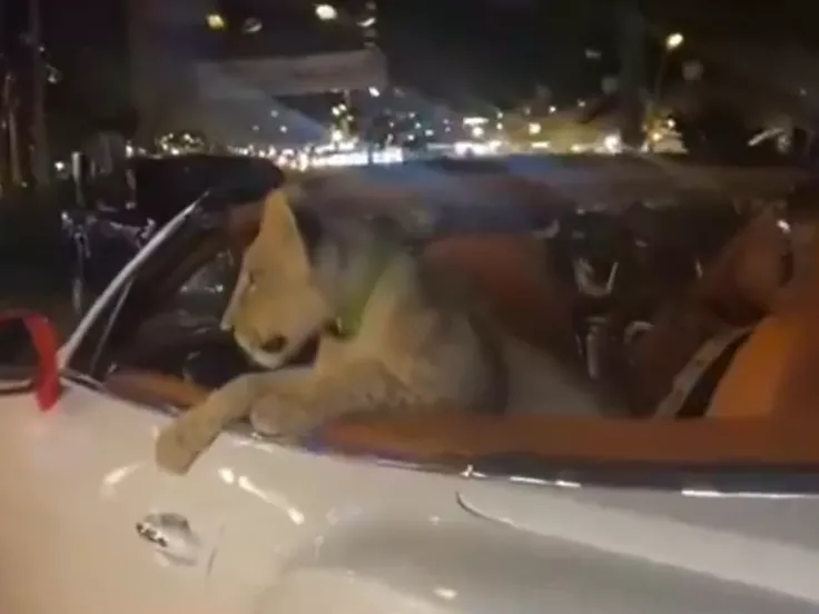 Λιονταράκι σε Bentley