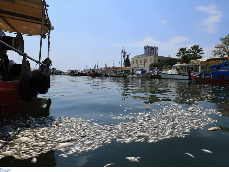 Νεκρά ψάρια στον Βόλο