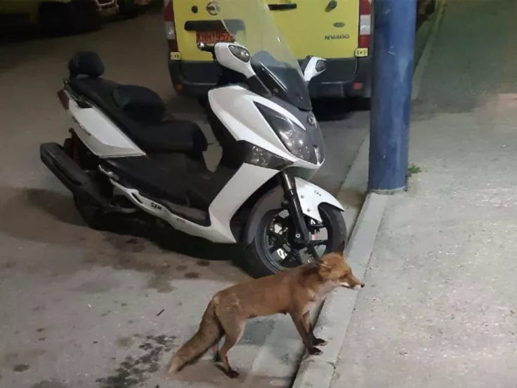 Λάρισα: Εμφάνιση έκπληξη αλεπούς μπροστά σε εργαζόμενους στο ΕΚΑΒ - Της έδωσαν φαγητό (βίντεο)