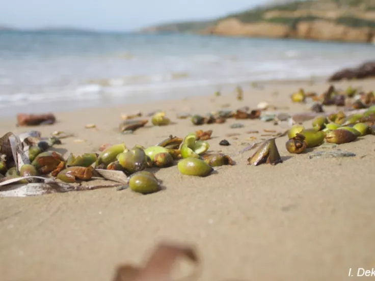 Archipelagos - Institute of Marine Conservation