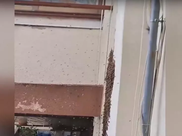 Θεσσαλονίκη: Μελίσσι φώλιασε σε δημοτικό σχολείο (βίντεο)