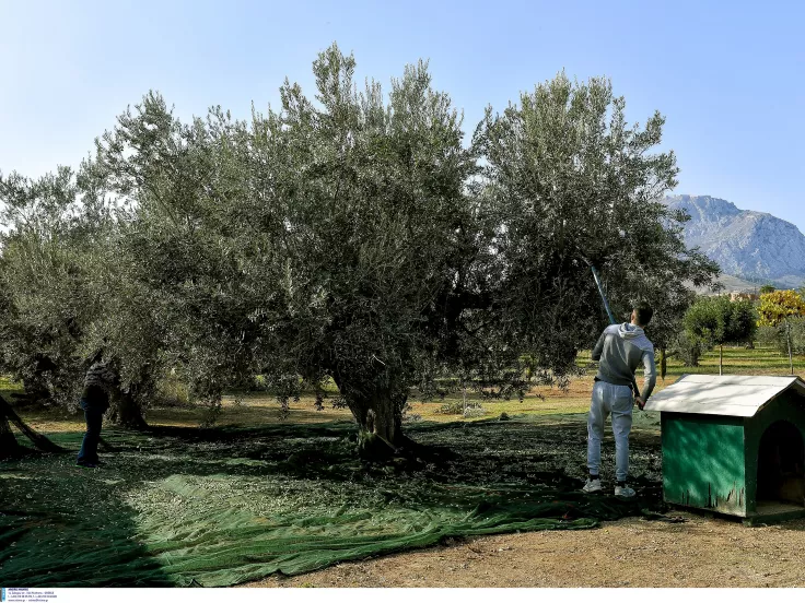 Θέσεις εργασίας σε εργασίες δακοκτονίας