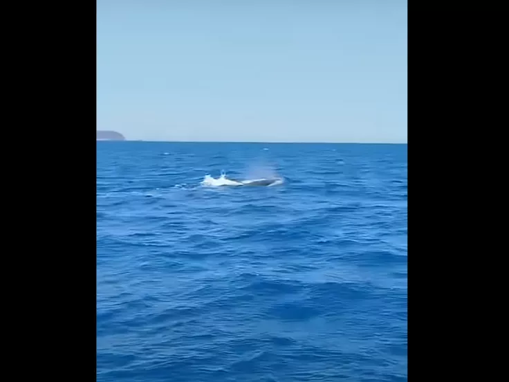 Φάλαινα φυσητήρας