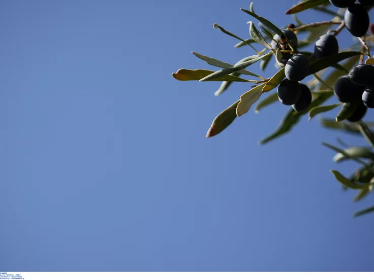 Χανιά Προσλήψεις για την καταπολέμησης του δάκου της ελιάς