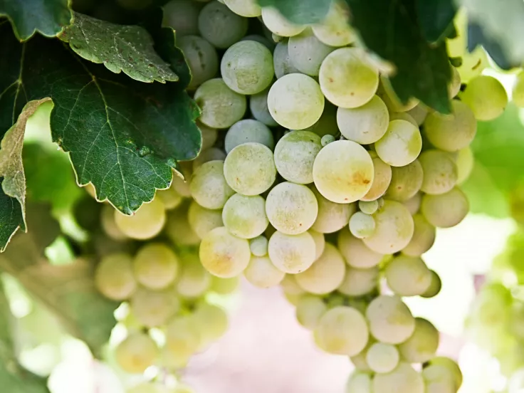 Σταφύλια - Grapes