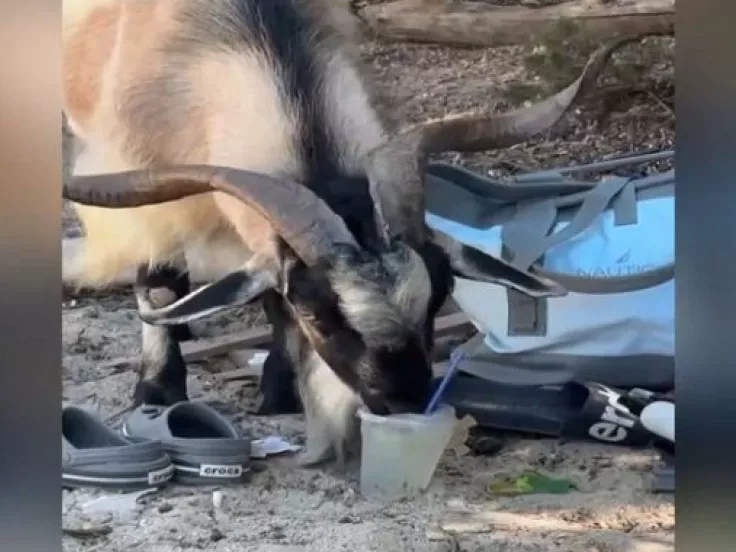 Viral: Κατσίκα σε παραλία της Κρήτης πίνει... μοχίτο (βίντεο)