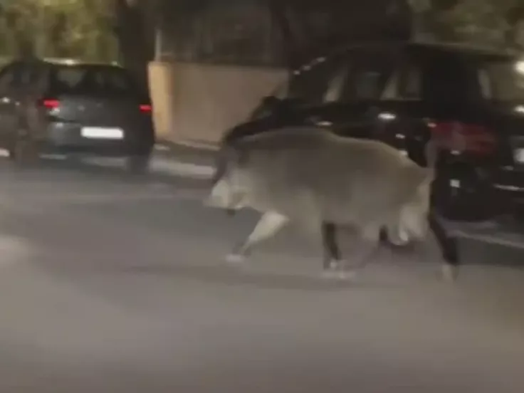 Viral: Αγριογούρουνο «έκοβε» νυχτερινές βόλτες στο Χαϊδάρι (βίντεο)