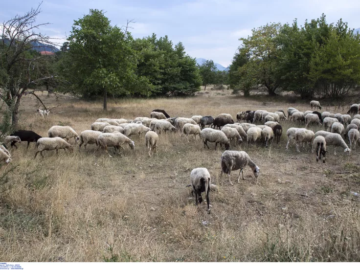 Λακωνία: Εντοπίστηκε κρούσμα  καταρροϊκού πυρετού