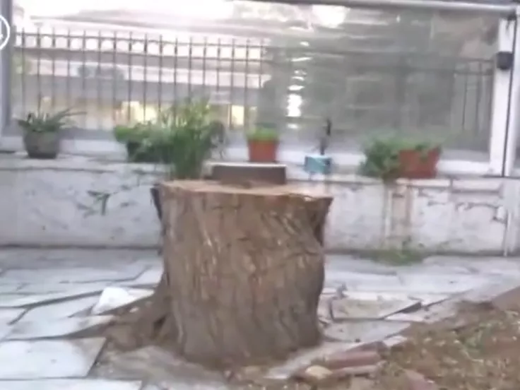 Δέντρο στην Αθήνα