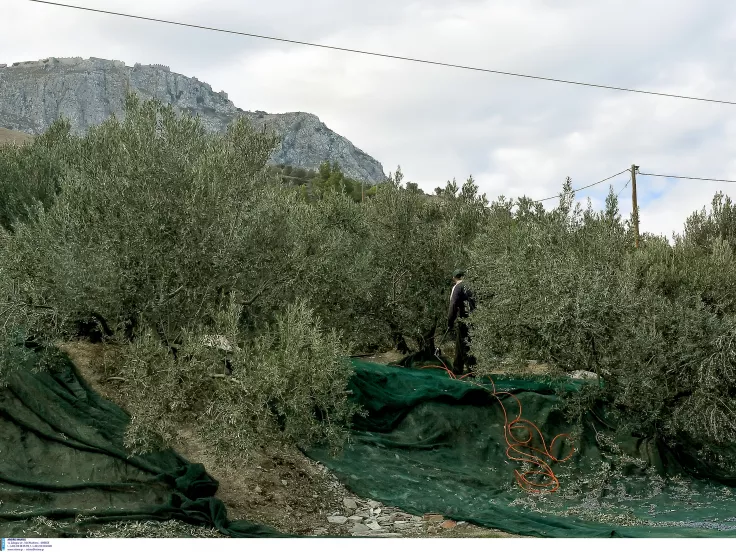 ελιες