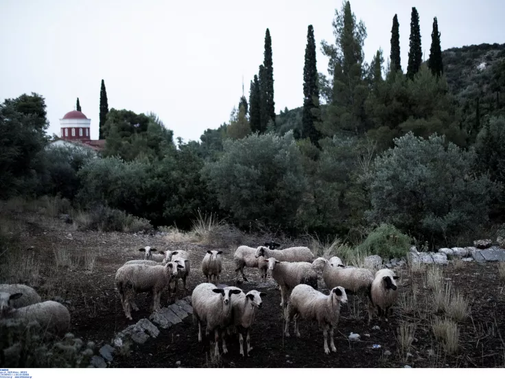 Ευλογιά αιγοπροβάτων: Συνελήθη οδηγός που μετέφερε παράνομα 200 πρόβατα