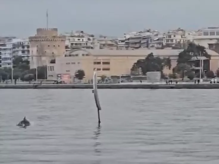 Θεσσαλονίκη: Εμφανίστηκαν δελφίνια στον Θερμαϊκό (βίντεο)