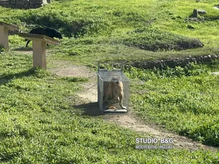 Άργος: Σε κρίσιμη κατάσταση 17χρονη - Της επιτέθηκε αγέλη σκύλων