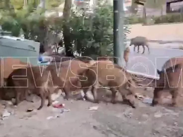 Αγριογούρουνα